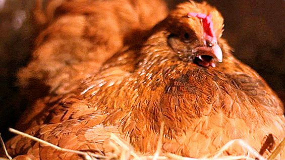 Hur man spenderar kycklingen för att kläcka ägg