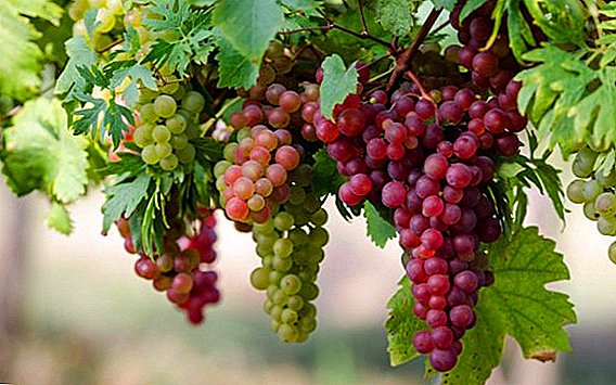 Hogyan kell átültetni és nem károsítani a szőlőt?