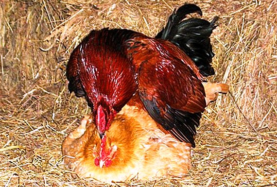 Cómo un gallo pisotea (fertiliza) un pollo