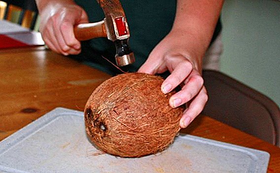 So reinigen Sie eine Kokosnuss