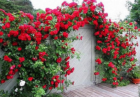 How to prepare and shelter climbing roses for the winter