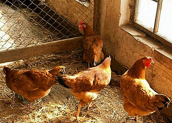 겨울을위한 닭장을 준비하는 방법
