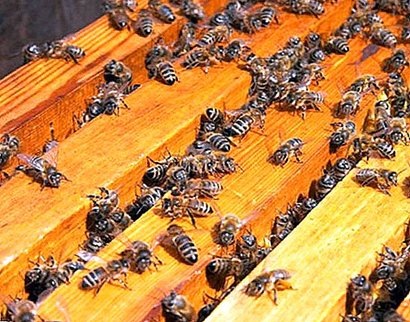 كيفية تحضير النحل لفصل الشتاء: تكوين العش
