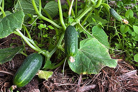 Hoe komkommers te voeden tijdens de bloei en vruchtvorming