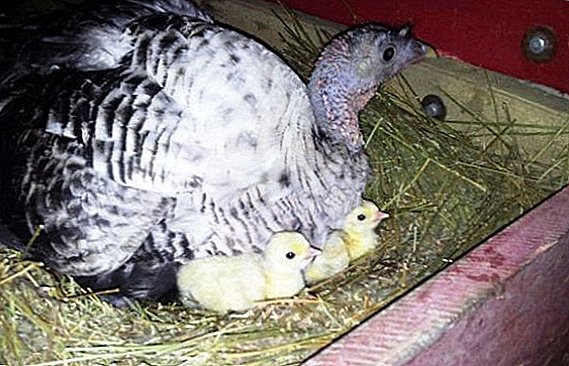 How to lay eggs under the turkey