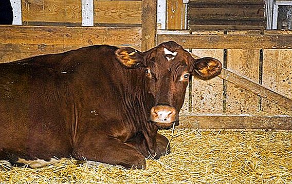 Comment élever une vache après la naissance