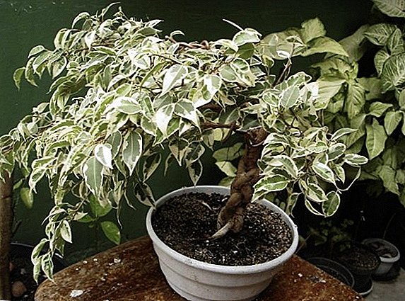 How to choose the soil for the ficus: tips and tricks
