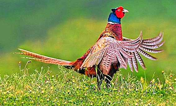 How to catch a pheasant with your own hands