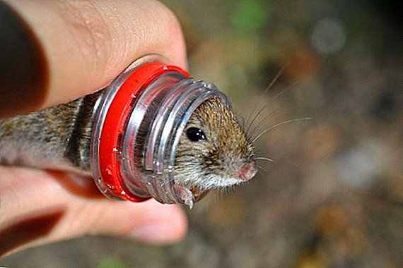 Wie man eine Maus fängt: hausgemachte Fallen aus einer Plastikflasche