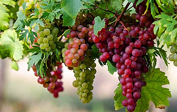 How to water and feed grapes in spring