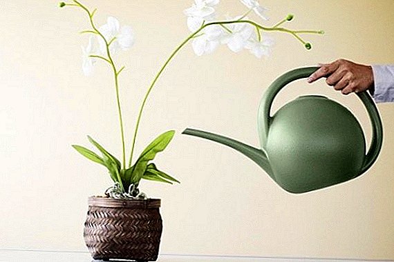 How to water an orchid at home