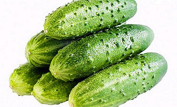 Hvordan man får en stor afgrøde af agurker: de mest frugtbare sorter