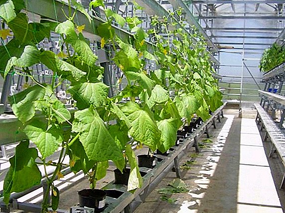 How to get a good crop of cucumbers, cultivation using hydroponics