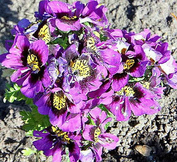 How to plant flowers Schizanthus