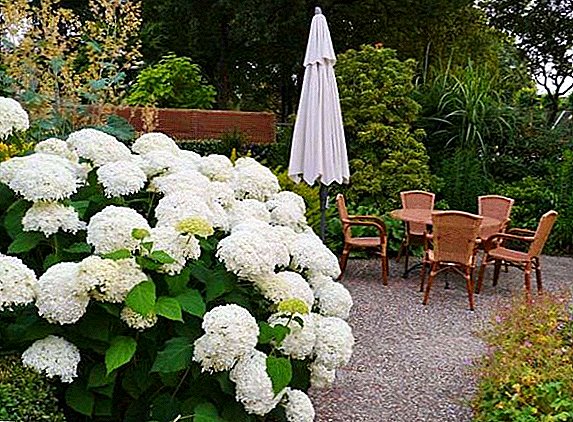 How to plant a tree hydrangea in the garden: planting and caring for shrubs