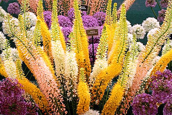 How to plant and care for eremurus in the open field
