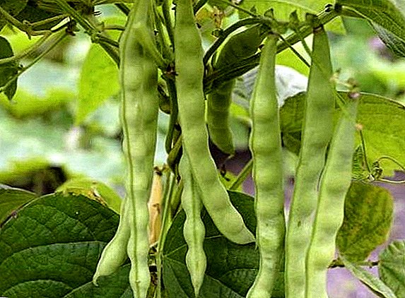 How to plant and care for the beans in the garden