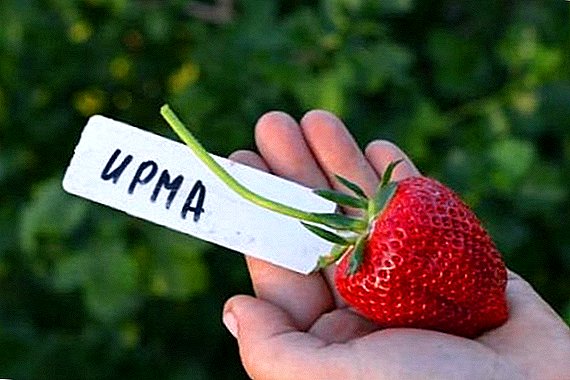 Hoe aardbeien-aardbeienrassen te planten en te groeien "Irma"