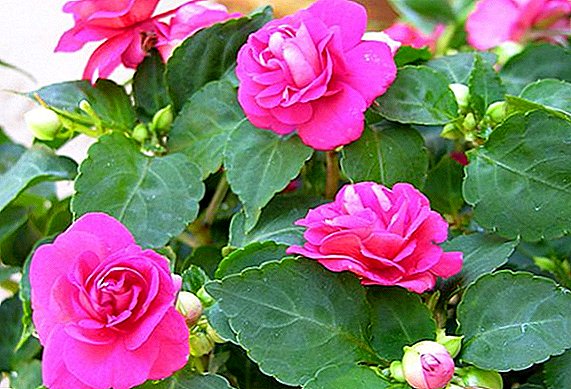 How to plant and grow a terry balsam (impatiens, touchy)