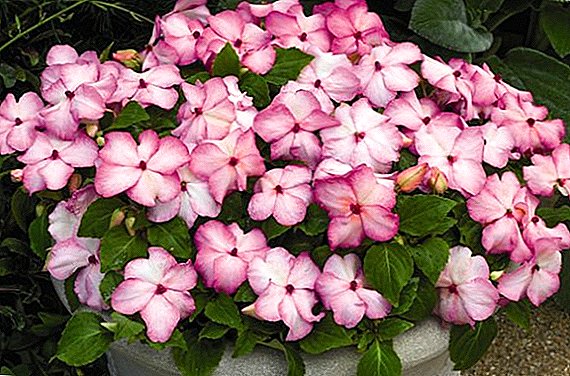 How to plant and grow Waller's balsam (impatiens, funky)
