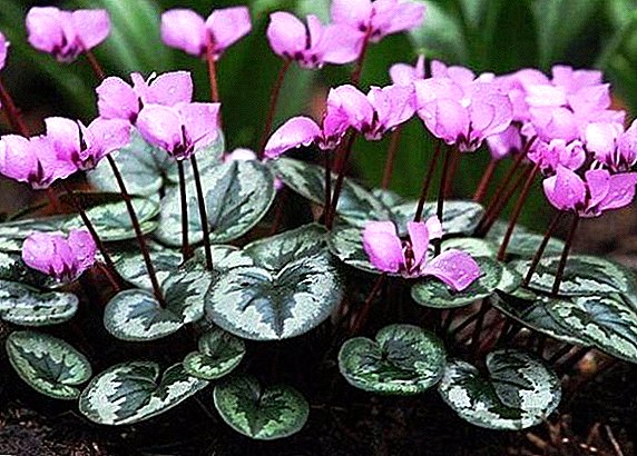 How to plant and grow Cyclamen cyclamen at home