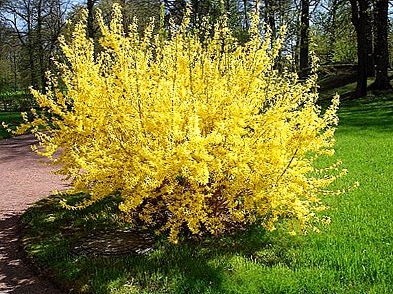 How to plant and grow forsythia