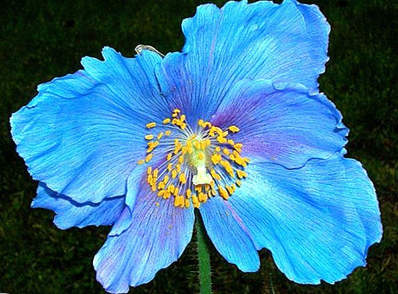 How to plant and grow a blue poppy mekonopsis at home