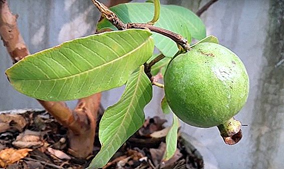 Sådan plantes og dyrkes en guava (psidium)