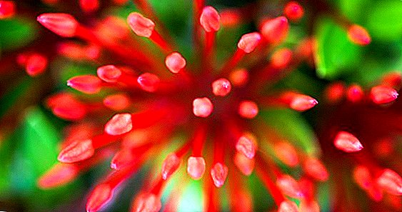 How to plant and grow ixora in your home