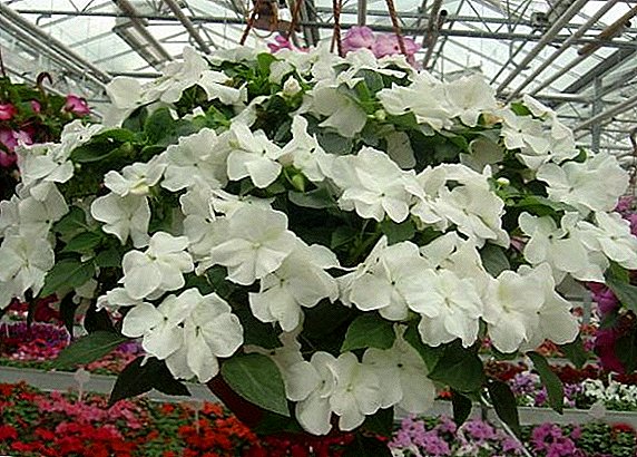 How to plant and grow impatiens ampelnoe (balsam, fasting)