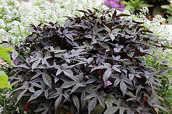 Comment planter et cultiver ipomoeya igname (quamoclite, farbitis)