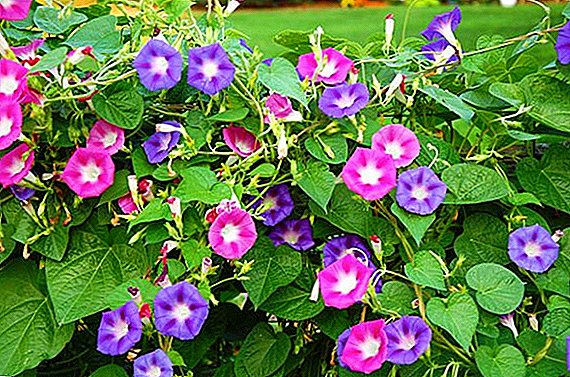 Cómo plantar y cultivar ipomoea (farbitis, kvamoklit) púrpura "estrellas del Paraíso"