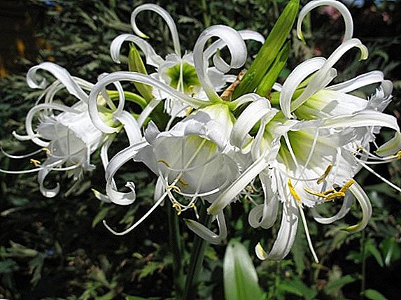 Cum să plantezi și să crești ismene festalis (daffodil peruvian)