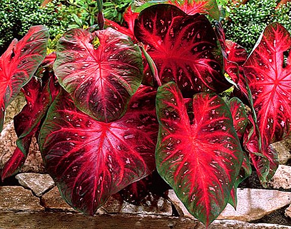 How to plant and grow Caladium at home, tips on caring for a tropical plant