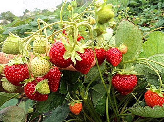 Hoe aardbeienrassen te planten en te groeien "Capri"