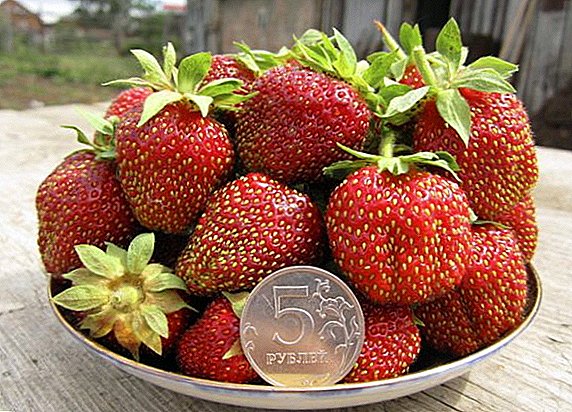 Bagaimana untuk menanam dan menanam jenis strawberi "Marshka"