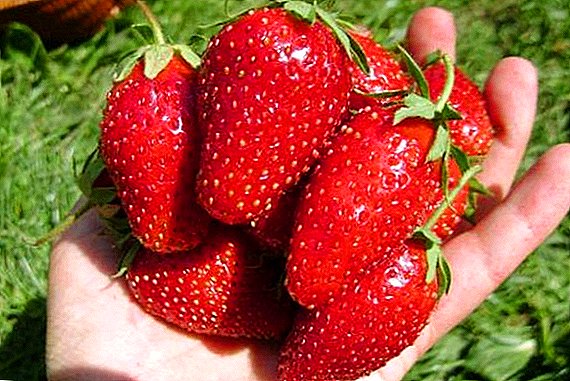 Ako zasadiť a pestovať jahody - odrody jahod "Marvelous"