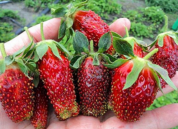 How to plant and grow strawberries, strawberries varieties "Merchant"