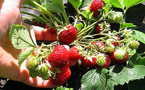 How to plant and grow strawberries-strawberry variety "Pandora"