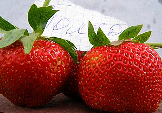 Hur man planterar och odlar jordgubbar-jordgubbar sorter "Hylla"