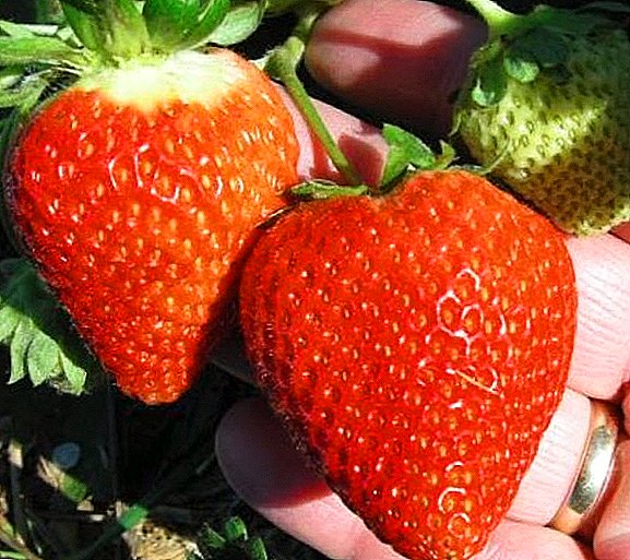 Hvordan plante og dyrke jordbær-jordbær sort "San Andreas"