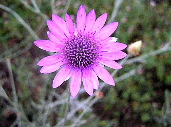 Cara menanam dan menanam xeranthemum (bunga kering)