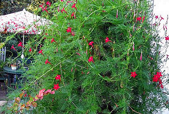 Kvamoklit (ipomoea) planten en kweken