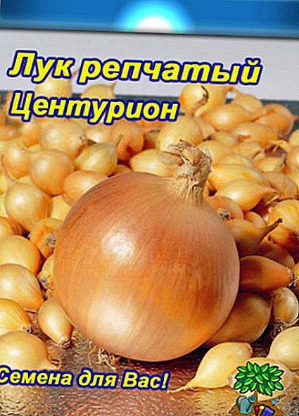 How to plant and grow onions "Centurion"