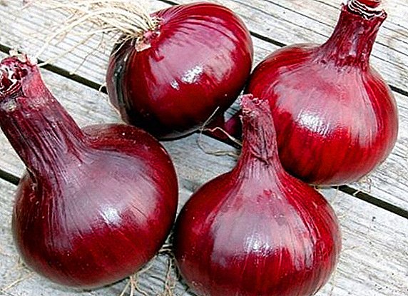 How to plant and grow onion "Carmen"