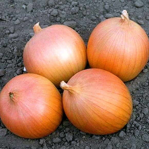 How to plant and grow onion "Setton"