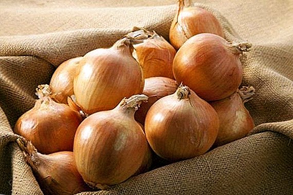 How to plant and grow onion "Shetana"