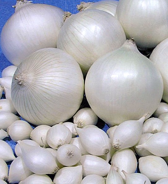 How to plant and grow onion "Stardust"