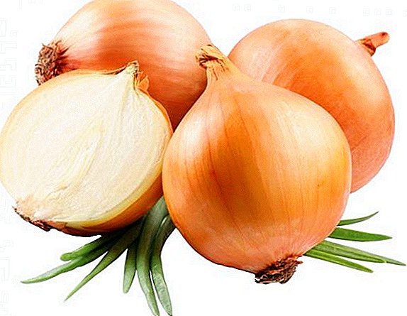 How to plant and grow onion "Golden Semko"