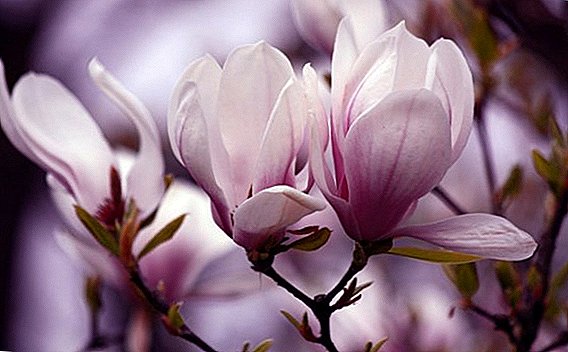 Wie man Magnolia Sulanzha auf Ihrem Standort anpflanzt und anbaut